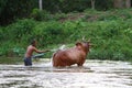 Cattle breeder bathes his animal Royalty Free Stock Photo
