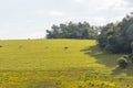 Cattle breeding farm on border Brazil-Uruguay 05