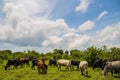 Cattle breeding. Herd of African cattle. Husbandry. Cows. Beautiful landscape. Close up