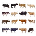 Cattle breeding set Royalty Free Stock Photo