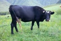 Cattle-breeding. Young cow on mountain meadows