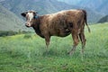 Cattle-breeding. Young cow on mountain meadows