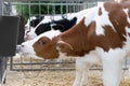 Cattle breeding, young cows - rearing of dairy calves