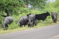 Cattle Buffalo and Cow Grazing on Road Side Green Belt in India