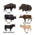 Cattle bulls set Royalty Free Stock Photo