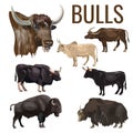 Cattle bulls set Royalty Free Stock Photo