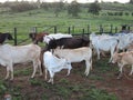 Cattle caged at a farm in Venezuelan countryside.