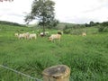 Cattle caged at a farm in Venezuelan countryside.