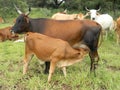 Cattle calf sucking milk from udder.