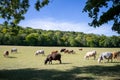 Cattle With Calves Grazing On Summer Pasture On UK Livestock Farm Royalty Free Stock Photo