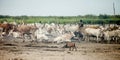 Cattle camp in south sudan