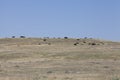 Cattle in the canadian prairies