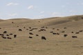 Cattle in the canadian prairies