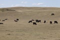 Cattle in the canadian prairies