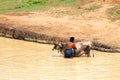 Cattle care - washing animal to beat heat