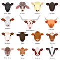 Cattle chart with breeds name Royalty Free Stock Photo