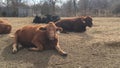 Cattle chewing their cud, cows laying down