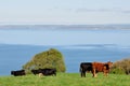 Cattle on Cliffs, Hartland Point, Devon, England Royalty Free Stock Photo
