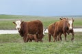 Cattle,colloquially cows,are the most common type of large domesticated ungulates.
