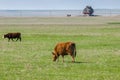 Cattle,colloquially cows,are the most common type of large domesticated ungulates.