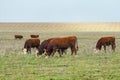 Cattle,colloquially cows,are the most common type of large domesticated ungulates.