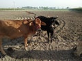 CATTLE ,COLLOQUIALY COWS ,SUB FAMILY BOVINAE ,GENUS :BOS Royalty Free Stock Photo