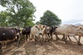 Cattle coming home to the stables Royalty Free Stock Photo