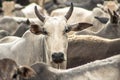 Cattle in confinement Royalty Free Stock Photo