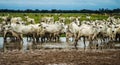 Cattle in the corral