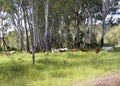Cattle Country Royalty Free Stock Photo