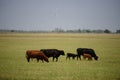 Cattle in countryside. Meadow full of dandelions with grazing cows and calves. Royalty Free Stock Photo