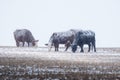 Cattle covered in snow graze during a spring blizzard on the Alberta prairies in Rocky View County Royalty Free Stock Photo