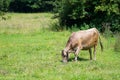 Cattle cow grazing on countryside Royalty Free Stock Photo