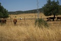 Cattle of cow grazing in a dried land Royalty Free Stock Photo