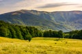 Cattle of cow grazing at the foot of Apetska mount Royalty Free Stock Photo