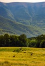 Cattle of cow grazing at the foot of Apetska mount Royalty Free Stock Photo