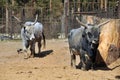 Cattle, cow Royalty Free Stock Photo