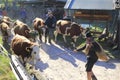 Cattle, cows, calves and bulls, adorned with flowers, pasture drive