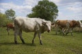 Cattle cows and calves graze in the grass on a farm. Keeping cattle outdoors. Cattle-breeding. Blue sky with clouds.