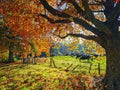 Cattle cows grazing on a sun-lit paddock under a marple tree with autumn leaves