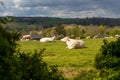 A cattle of cows relaxing in the meadow under the early sunshine in Fromberg, the Netherlands Royalty Free Stock Photo