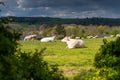 A cattle of cows relaxing in the meadow under the early sunshine in Fromberg, the Netherlands Royalty Free Stock Photo