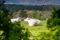 A cattle of cows relaxing in the meadow under the early sunshine in Fromberg, the Netherlands Royalty Free Stock Photo