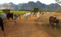 Cattle of cows walking home from pasture
