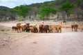 Cattle crossing a dirt and gravel road in Namibia