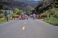 Cattle crossing road at cattle roundup, Ophir, OR Royalty Free Stock Photo