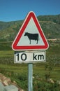 CATTLE CROSSING traffic sign on a roadway Royalty Free Stock Photo