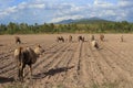 Cattle crowd