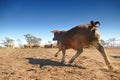 Cattle Crush Australia Royalty Free Stock Photo