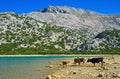 Cattle beside Cuber Reservoir